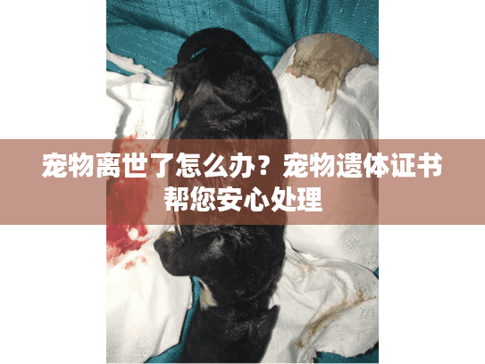 宠物离世了怎么办？宠物遗体证书帮您安心处理