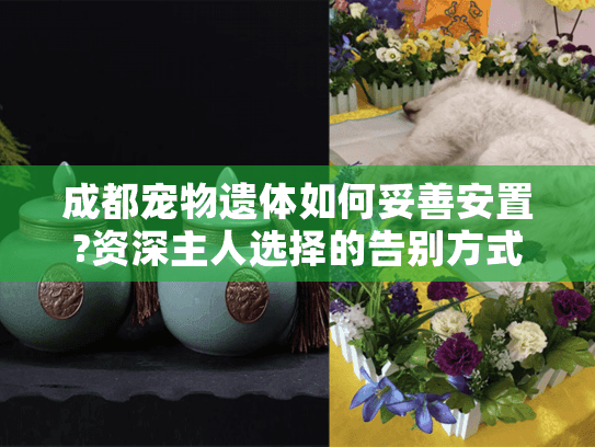 成都宠物遗体如何妥善安置?资深主人选择的告别方式