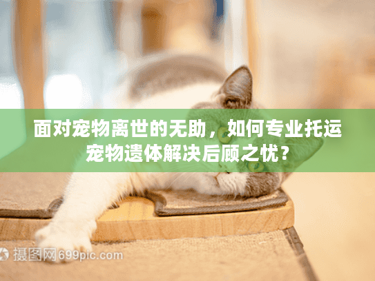 面对宠物离世的无助，如何专业托运宠物遗体解决后顾之忧？