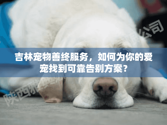 吉林宠物善终服务，如何为你的爱宠找到可靠告别方案？