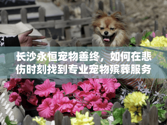 长沙永恒宠物善终，如何在悲伤时刻找到专业宠物殡葬服务？