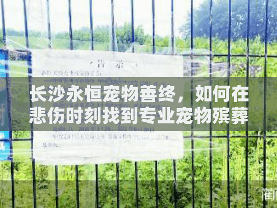 长沙永恒宠物善终，如何在悲伤时刻找到专业宠物殡葬服务？