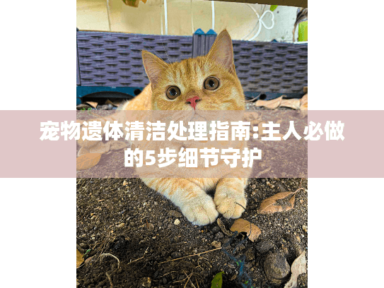 宠物遗体清洁处理指南:主人必做的5步细节守护