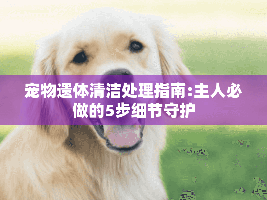 宠物遗体清洁处理指南:主人必做的5步细节守护