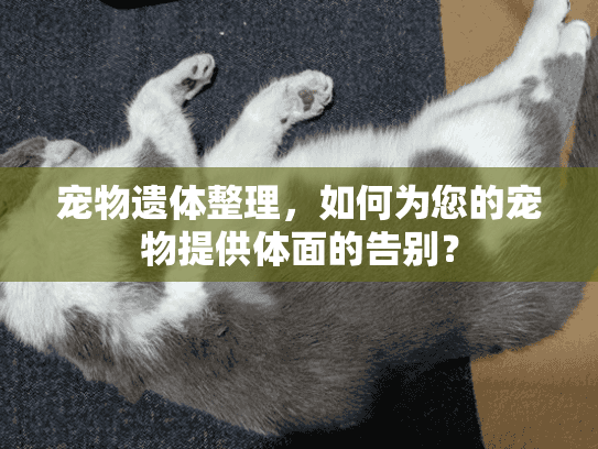 宠物遗体整理，如何为您的宠物提供体面的告别？
