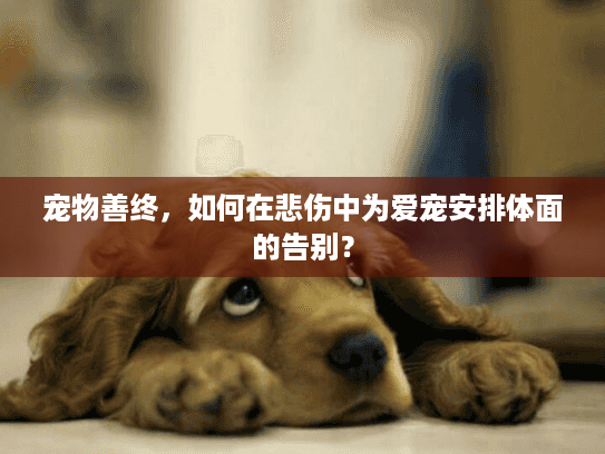宠物善终，如何在悲伤中为爱宠安排体面的告别？