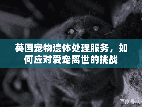 英国宠物遗体处理服务，如何应对爱宠离世的挑战