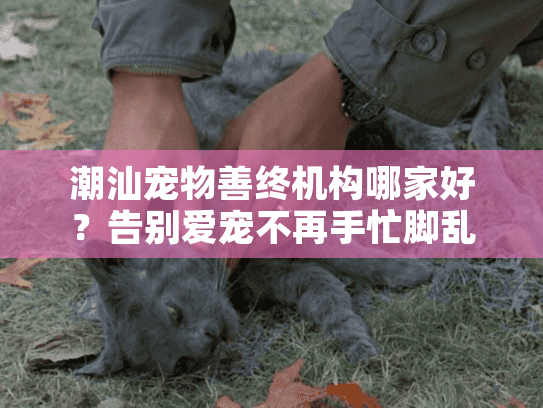 潮汕宠物善终机构哪家好？告别爱宠不再手忙脚乱