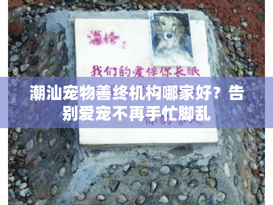 潮汕宠物善终机构哪家好？告别爱宠不再手忙脚乱