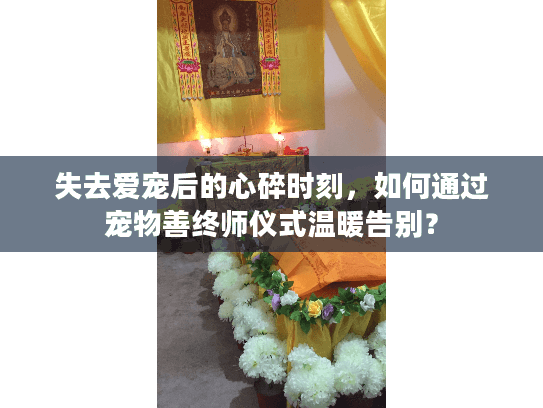 失去爱宠后的心碎时刻，如何通过宠物善终师仪式温暖告别？