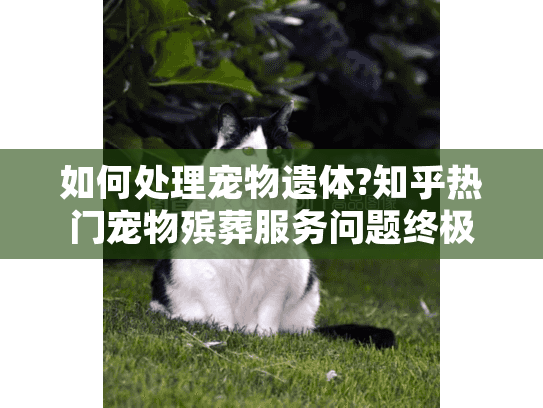 如何处理宠物遗体?知乎热门宠物殡葬服务问题终极指南