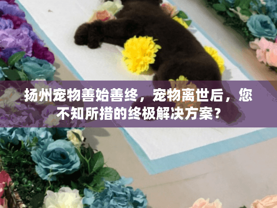 扬州宠物善始善终，宠物离世后，您不知所措的终极解决方案？