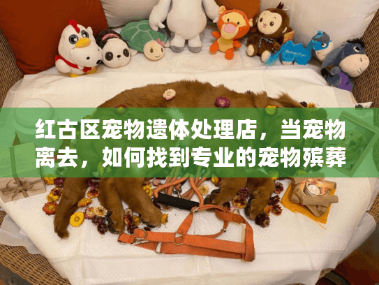 红古区宠物遗体处理店,当宠物离去,如何找到专业的宠物殡葬服务? 红古区宠物遗体处理店,当宠物离去,如何找到专业的宠物殡葬服务?