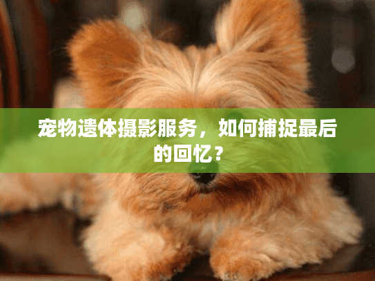 宠物遗体摄影服务，如何捕捉最后的回忆？