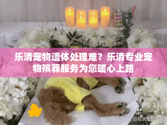 乐清宠物遗体处理难？乐清专业宠物殡葬服务为您暖心上路