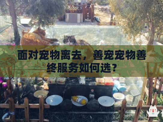 面对宠物离去，善宠宠物善终服务如何选？