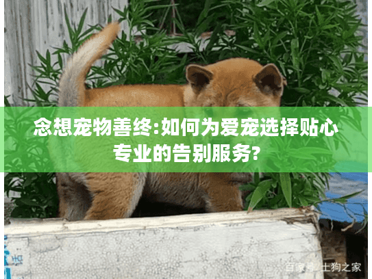 念想宠物善终:如何为爱宠选择贴心专业的告别服务?