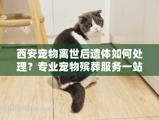 西安宠物离世后遗体如何处理？专业宠物殡葬服务一站式指南