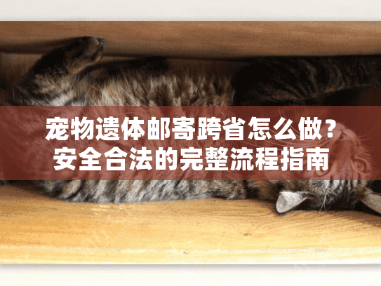 宠物遗体邮寄跨省怎么做？安全合法的完整流程指南