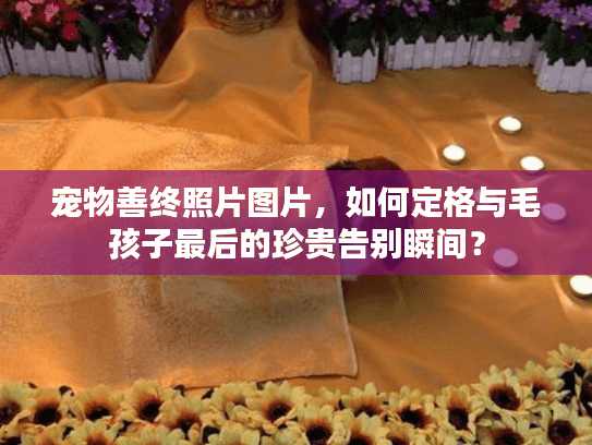 宠物善终照片图片，如何定格与毛孩子最后的珍贵告别瞬间？