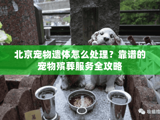 北京宠物遗体怎么处理？靠谱的宠物殡葬服务全攻略