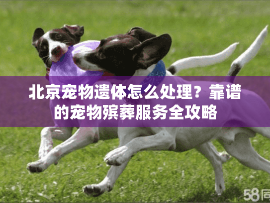 北京宠物遗体怎么处理？靠谱的宠物殡葬服务全攻略