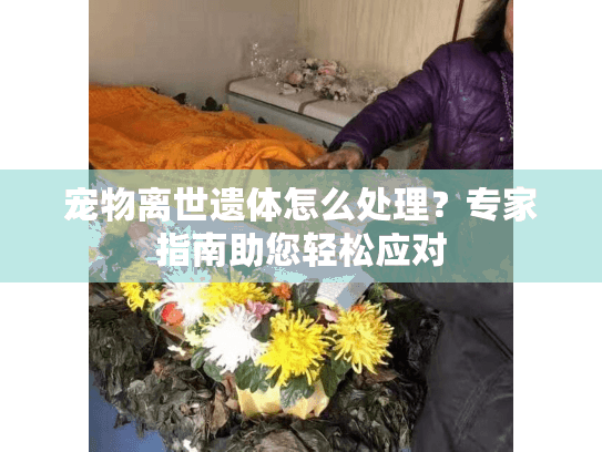 宠物离世遗体怎么处理？专家指南助您轻松应对