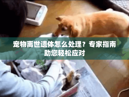 宠物离世遗体怎么处理？专家指南助您轻松应对