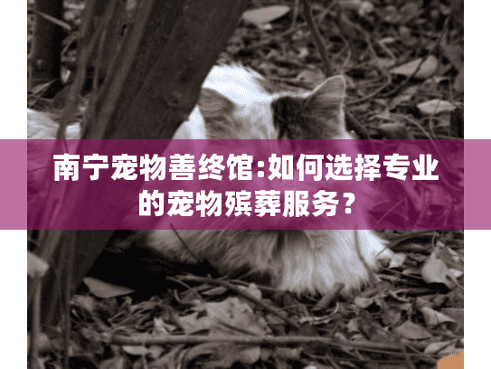 南宁宠物善终馆:如何选择专业的宠物殡葬服务？