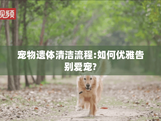 宠物遗体清洁流程:如何优雅告别爱宠?