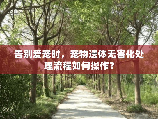 告别爱宠时，宠物遗体无害化处理流程如何操作？