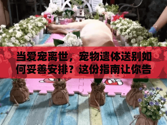 当爱宠离世，宠物遗体送别如何妥善安排？这份指南让你告别慌乱