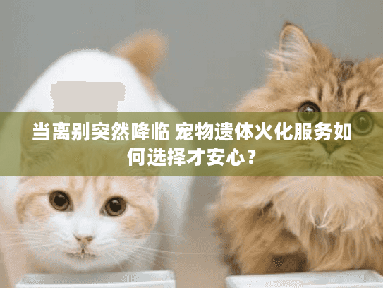 当离别突然降临 宠物遗体火化服务如何选择才安心？