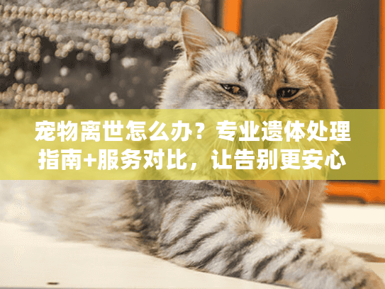 宠物离世怎么办？专业遗体处理指南+服务对比，让告别更安心