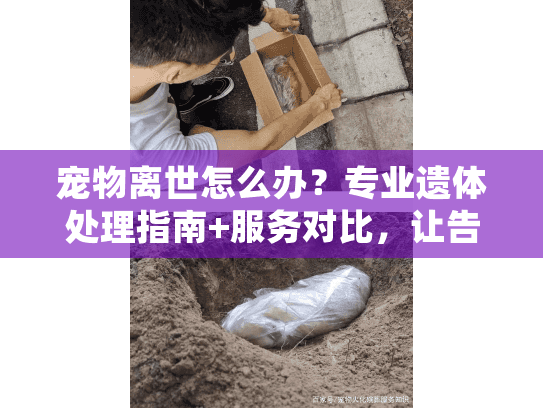宠物离世怎么办？专业遗体处理指南+服务对比，让告别更安心