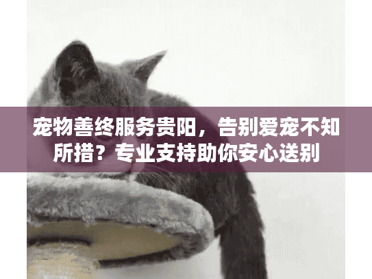 宠物善终服务贵阳，告别爱宠不知所措？专业支持助你安心送别