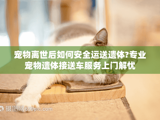 宠物离世后如何安全运送遗体?专业宠物遗体接送车服务上门解忧