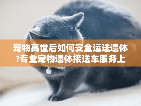 宠物离世后如何安全运送遗体?专业宠物遗体接送车服务上门解忧