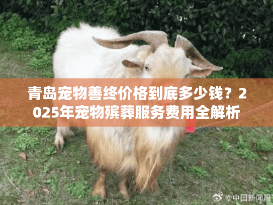 青岛宠物善终价格到底多少钱？2025年宠物殡葬服务费用全解析