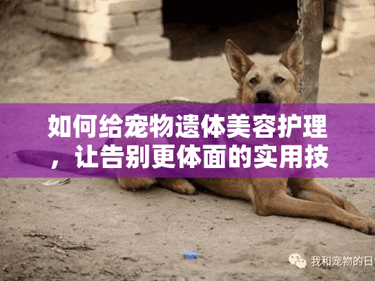 如何给宠物遗体美容护理，让告别更体面的实用技巧