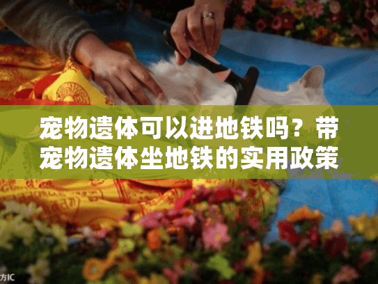 宠物遗体可以进地铁吗？带宠物遗体坐地铁的实用政策指南