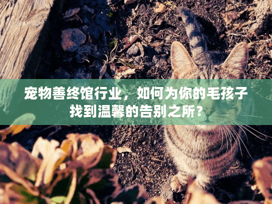 宠物善终馆行业，如何为你的毛孩子找到温馨的告别之所？