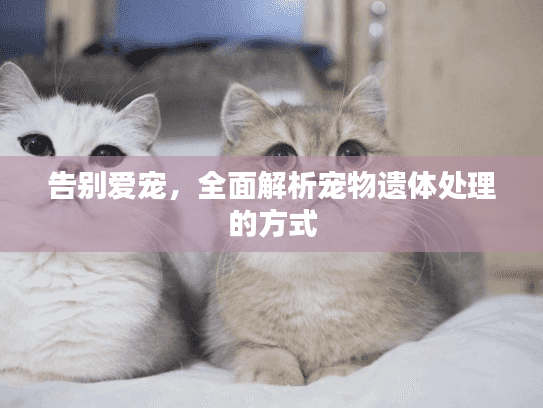 告别爱宠，全面解析宠物遗体处理的方式