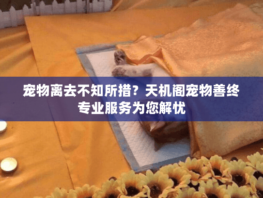 宠物离去不知所措？天机阁宠物善终专业服务为您解忧