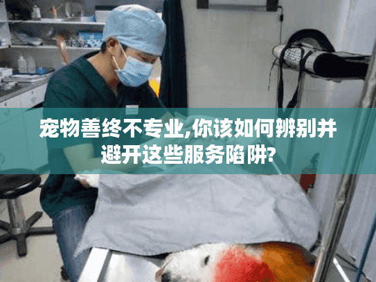 宠物善终不专业,你该如何辨别并避开这些服务陷阱?
