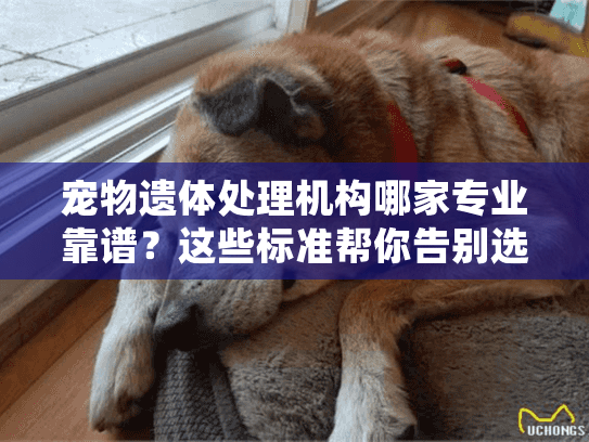 宠物遗体处理机构哪家专业靠谱？这些标准帮你告别选择困难
