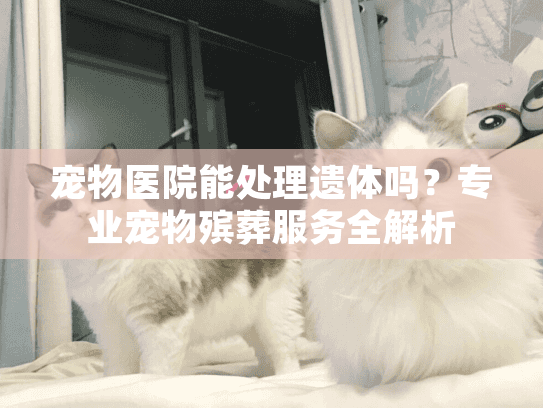 宠物医院能处理遗体吗？专业宠物殡葬服务全解析