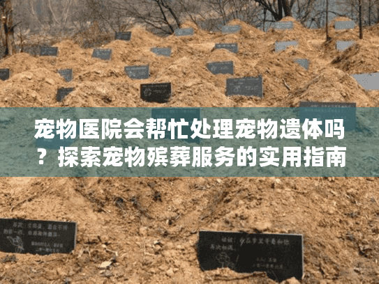 宠物医院会帮忙处理宠物遗体吗？探索宠物殡葬服务的实用指南