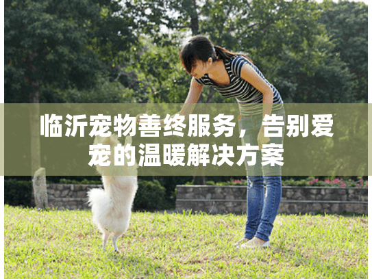 临沂宠物善终服务，告别爱宠的温暖解决方案