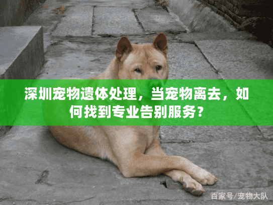 深圳宠物遗体处理，当宠物离去，如何找到专业告别服务？